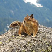 Cascade golden-mantled ground squirrel httpsuploadwikimediaorgwikipediacommonsthu