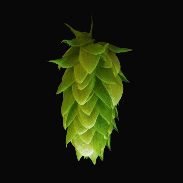 Cascade hop hopsamericanhopscascade BSG CraftBrewing Craft Brewing