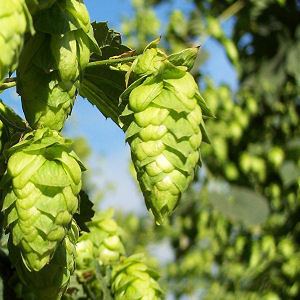 Cascade hop Indie Hops Aroma Craft Brewing Organic Pellets Supplier Beer