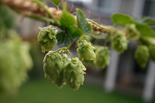 Cascade hop Cascade Hops America39s Own Mendocino Brewing