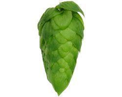 Cascade hop Cascade AU Hops BeerCo Floral Citrus Spicy US Pale Ale