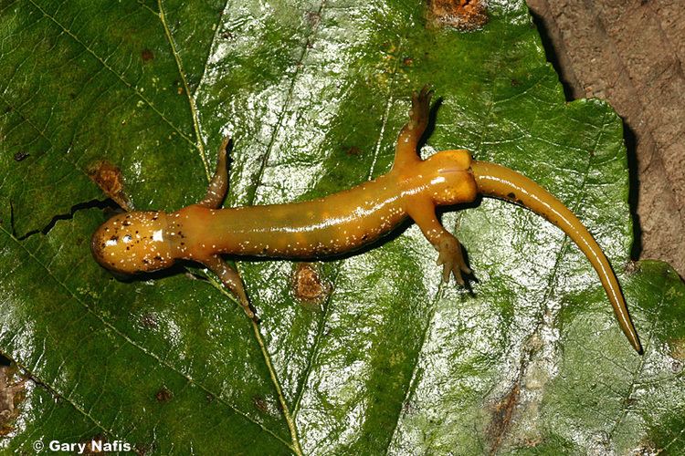 Cascade torrent salamander Cascade Torrent Salamander Rhyacotriton cascadae