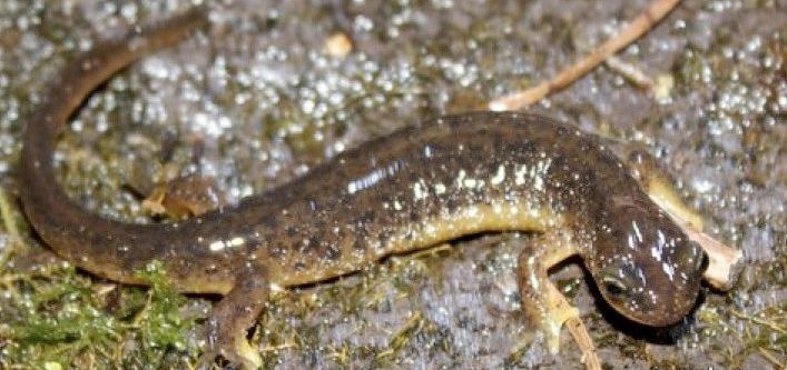 Cascade torrent salamander Cascade and Columbia Torrent Salamanders May Get Endangered Species
