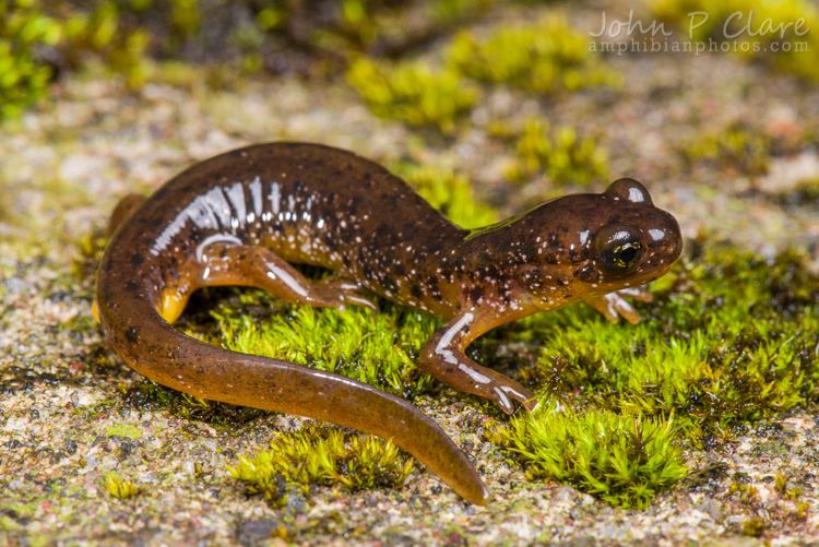 Cascade torrent salamander CalPhotos