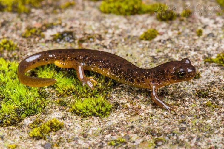 Cascade torrent salamander Cascade Torrent Salamander Oregon Conservation Strategy