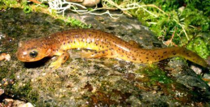 Cascade torrent salamander Cascade Torrent Salamander Amphibians and Reptiles of Oregon