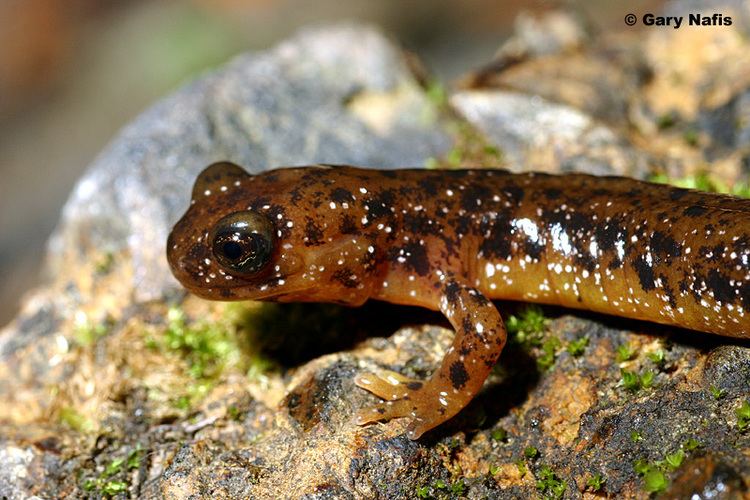 Cascade torrent salamander Cascade Torrent Salamander Rhyacotriton cascadae