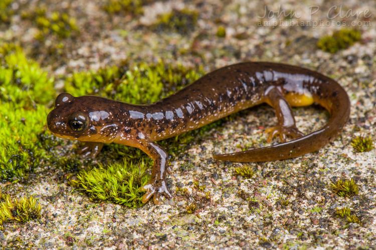 Cascade torrent salamander Cascade Torrent Salamander Rhyacotriton cascadae Flickr
