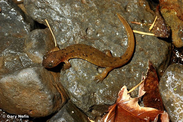 Cascade torrent salamander Salamanders in Oregon Ms Cherice39s Classroom Page