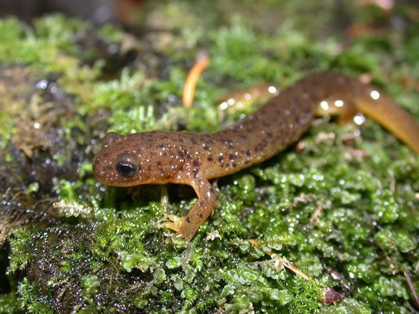 Cascade torrent salamander Cascade Torrent Salamander Rhyacotriton cascadae