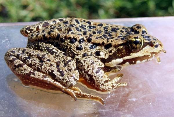 Cascades frog High Lakes Herpetology Wildlife and Fish Research Topics