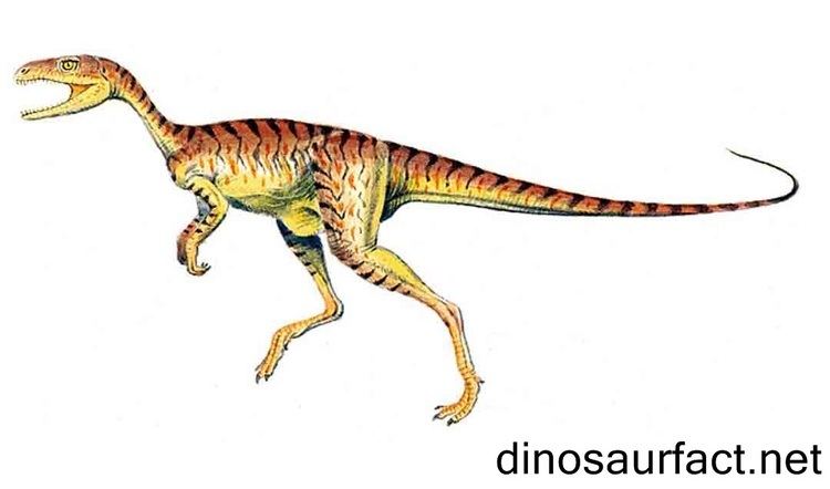 Caseosaurus wwwdinosaurfactnetPicturesCaseosaurusjpg