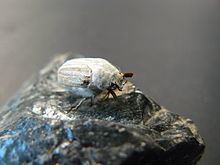 Casey's June beetle httpsuploadwikimediaorgwikipediacommonsthu