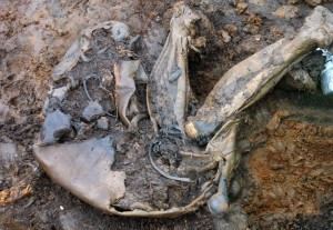 Cashel Man Cashel Man39 Declared Oldest Bog Body in Europe Imponderabilia