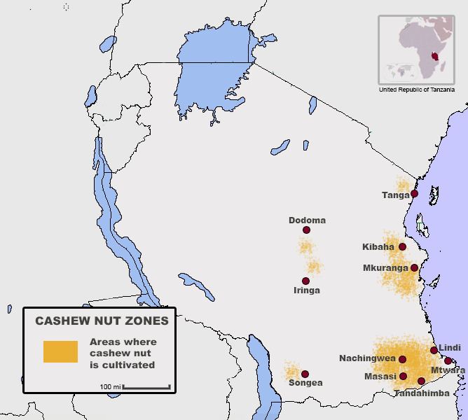 Cashew production in Tanzania