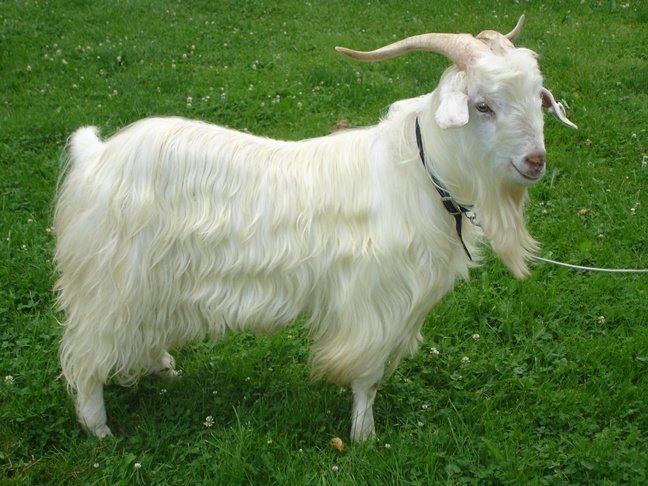 Cashmere goat Meet the Animals Laughing Goat Fiber