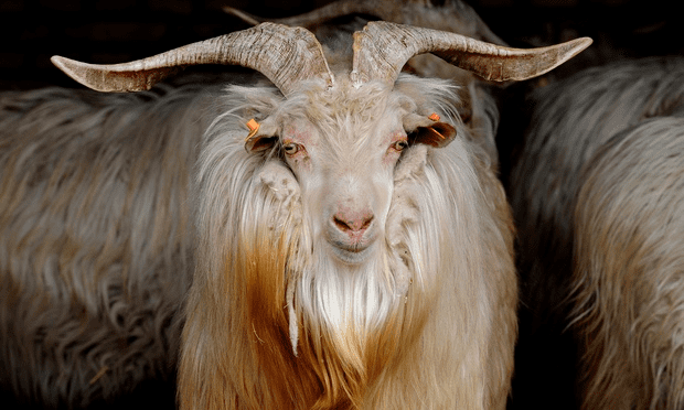 Cashmere goat Cashmere Goats Pedegru