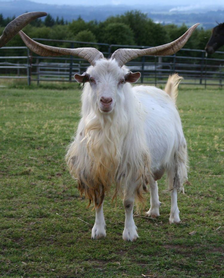 Cashmere goat 1000 images about Cashmere Goats on Pinterest Tennessee Wool and