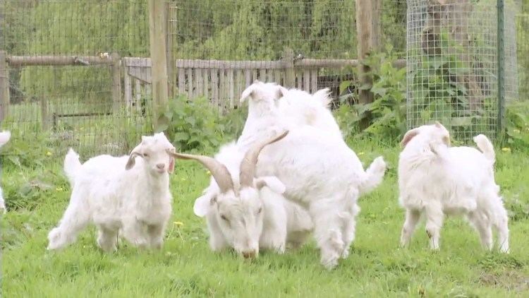 Cashmere goat Cashmere Goats YouTube