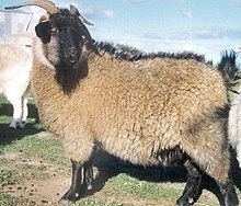 Cashmere goat httpsuploadwikimediaorgwikipediacommonsthu