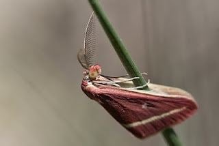 Casilda (moth)