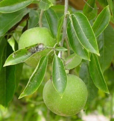 Casimiroa About the Tropical Fruit Casimiroa Its Nutrition and Medicinal Benefits