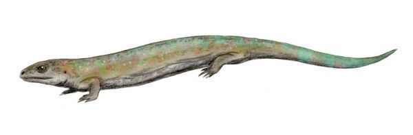 Casineria Palaeos Vertebrates Amniota Stem Amniotes