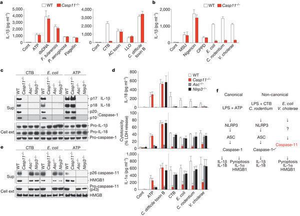 Caspase 11 Noncanonical inflammasome activation targets caspase11 Nature