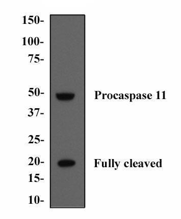 Caspase 11 Caspase11 Antibody 17D9 NB12010454 Novus Biologicals
