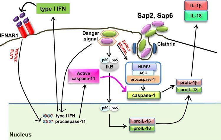 Caspase 11 Induction of Caspase11 by Aspartyl Proteinases of Candida albicans