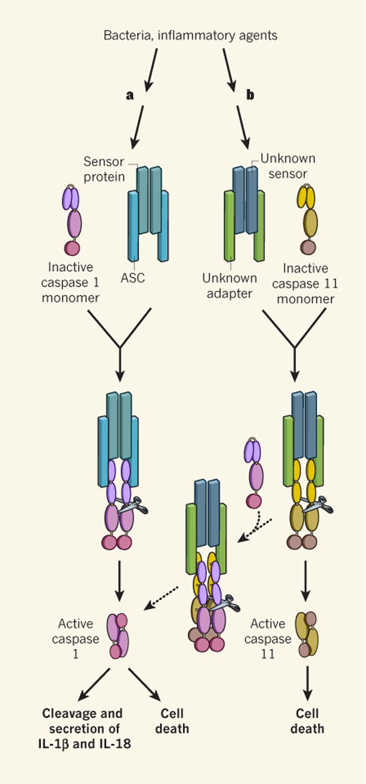 Caspase 11 Caspase1 versus caspase11 Immunology A heavyweight knocked out