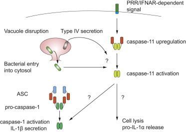 Caspase 11 Caspase11 The Noncanonical Guardian of Cytosolic Sanctity Cell
