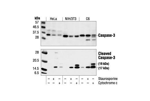 Caspase 3 CST Cleaved Caspase3 Asp175 Antibody