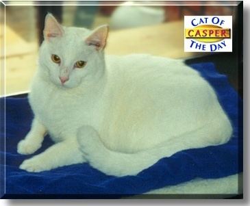 Casper (cat) Casper Cat April 19 2001