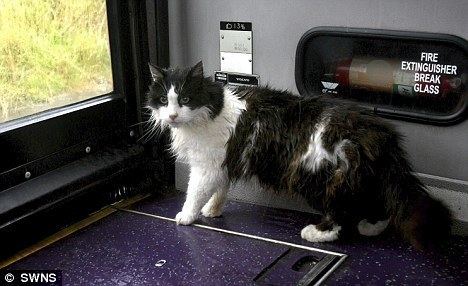 Casper (cat) Tickets purrlease Hopping on the bus every day turned Casper the