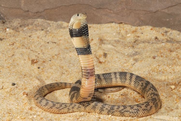 Caspian cobra The Most Deadly Snakes in the World Page 33 of 60 HorizonTimes
