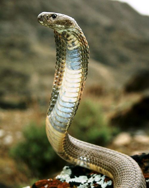 Caspian cobra SnakesNScales Caspian Cobra Snakes Pinterest