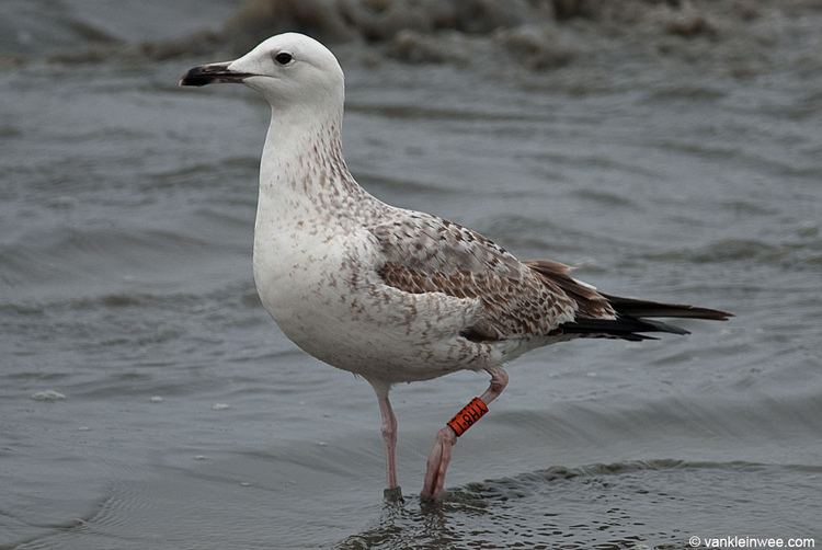 Caspian gull New Caspian Gull ID pages on Gull ResearchORG Gulls to the Horizon