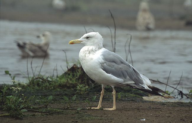 Caspian gull httpsuploadwikimediaorgwikipediacommons33