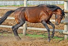 Caspian horse Caspian horse Wikipedia