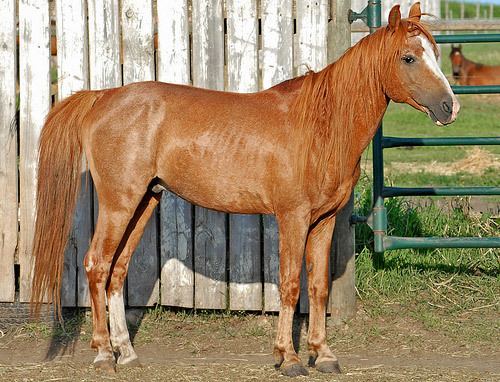 Caspian horse Caspian Horse