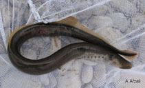 Caspian lamprey wwwfishbaseusimagesthumbnailsjpgtnCawagu3jpg