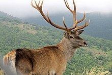 Caspian red deer httpsuploadwikimediaorgwikipediacommonsthu