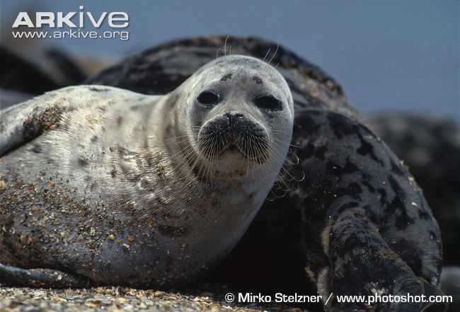 Caspian seal Caspian seal videos photos and facts Pusa caspica ARKive