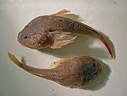 Caspian tadpole goby httpsuploadwikimediaorgwikipediacommonsthu