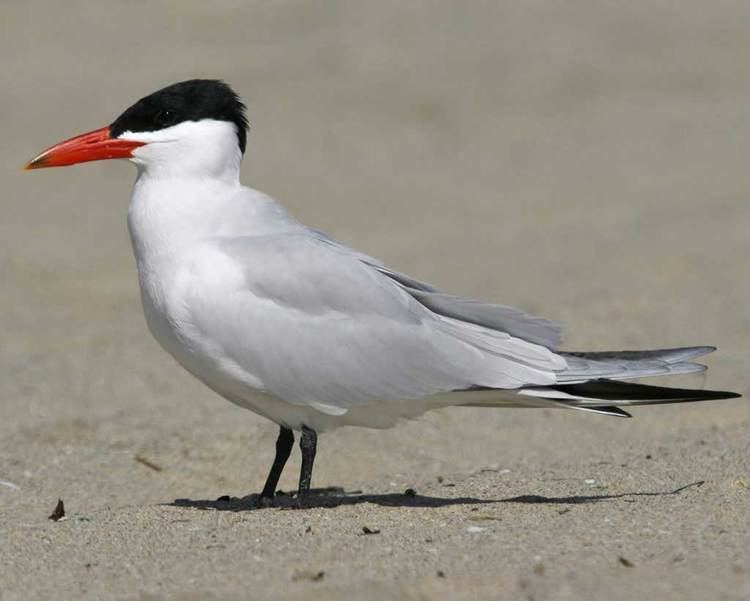 Caspian tern Caspian Tern Audubon Field Guide