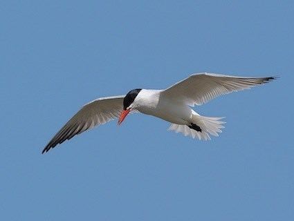 Caspian tern Caspian Tern Identification All About Birds Cornell Lab of