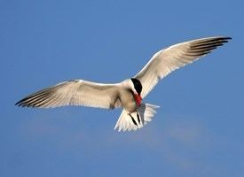 Caspian tern Caspian Tern Identification All About Birds Cornell Lab of