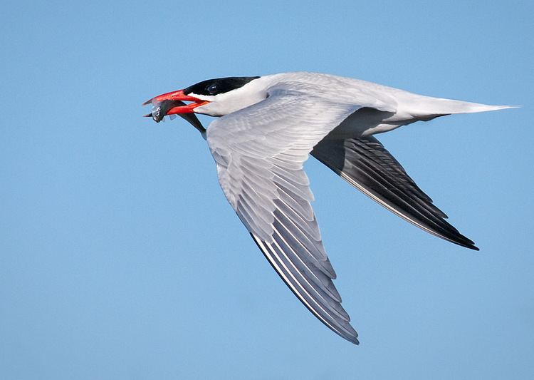 Caspian tern Caspian Tern song call voice sound