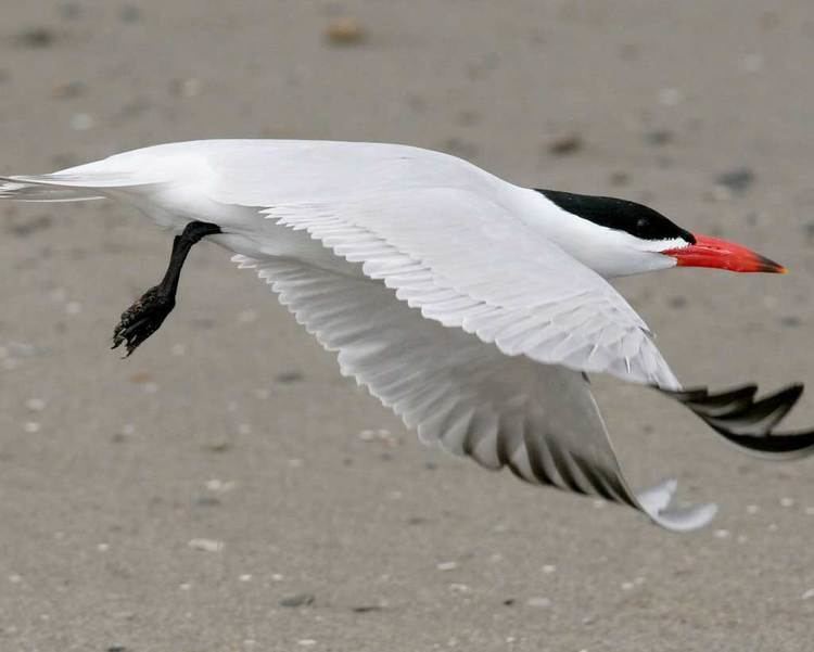 Caspian tern Caspian Tern Audubon Field Guide